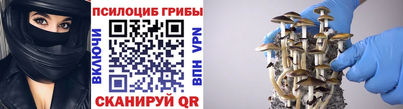 закладка  Тара  гидра как войти  Псилоцибиновые грибы Cubensis 